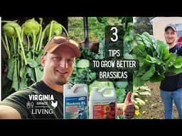 3 Tips to Grow Better Brassicas - Fall Cole Crops