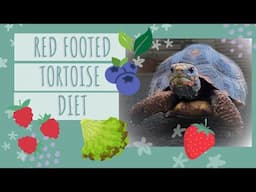 Tortoise Treat Ideas!  (Easy, Healthy, and Delicious)