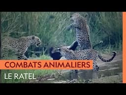 Un ratel résiste à l'attaque de trois léopards