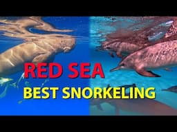 Animals of the Red Sea, snorkeling with dolphins, dugong, sea turtles or a shark in Egypt (4K)