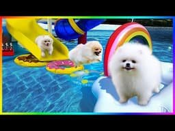 Cuteness Reloaded: Top 10 Funny Pomeranian Puppy Videos 😍🐶 Pet Mini #390