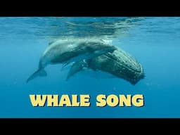 Whale song. Why do whales sing? Beautiful whale sounds!