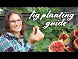 Watch This Before You Plant a Fig Tree In Ground