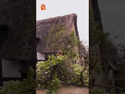 Garden Clearing Timelapse - Day 10 Renovating an ABANDONED 500 Year Old Cottage