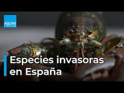 🦝🦜 Especies INVASORAS en ESPAÑA 🦜 🦝