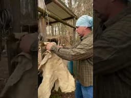 Softening Buckskin