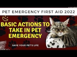 Pet Emergency First Aid 2022. Basic Actions To Take In Pet Emergency. Save Your Pet's Life.