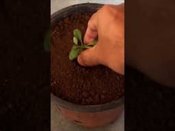 Transplanting Seedlings is Super EASY - Petunia & Marigold