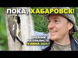 Хабаровск / Итоги. 19 июня 2024 г.