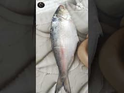 ilish macher tel jhal #shorts #ytshorts #ilish #trending   #bengalirecipe #fish@ankusherrannaghar