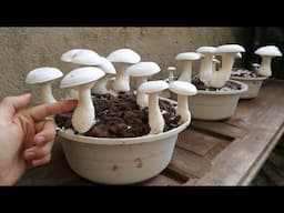 Unbelievable - Here's How to Grow Mushrooms in a Bowl at Home