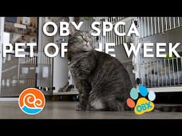 Outer Banks SPCA Pet of the Week: Kaia! (January 21, 2025)