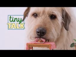 Making Tiny Meatballs with Arthur The King | Tiny Talk