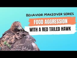 Behavior Makeover Food aggression with a red tailed hawk