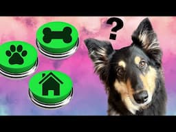 Dog Talks with Buttons - Funny and Cute