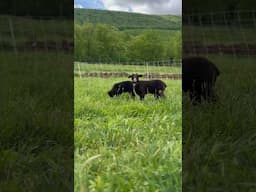 Baby lambs playing on pasture #babysheep #pasture #babyanimals #cuteanimals #homesteading #farming