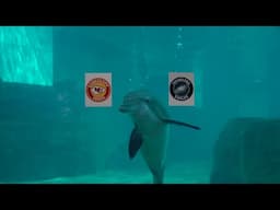 Nick's Pick 2025 - Nicholas the Dolphin Predicts Sunday's Big Game Winner