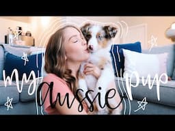 getting an australian shepherd puppy! | melissa saccente