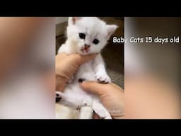 Baby cats 15 days old cared for by a wonderful mother 💖💖 Meow Funny Videos