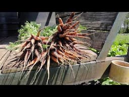 Sustainable Farm Tour - The Barefoot Farmer