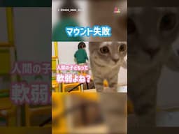 お前らどっちも運動神経wwww #猫