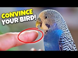 How to make your bird LOVE your HANDS!