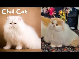 12 Things You Should Know Before Getting a Persian Cat | The Cat Butler