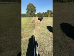 Belties Having Fun