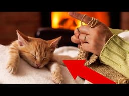 How to Turn Your Cat into a Lap Cat! Do This