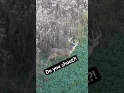 Do you shoot? #hunting #deerhunting #lol #trending  #funny #shorts  #whitetaildeer #animalshorts