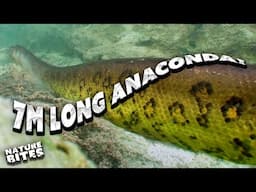 Patrick Aryee Dives Deep to Find a 7m-long Anaconda! | Big Beasts: Last of the Giants | Nature Bites