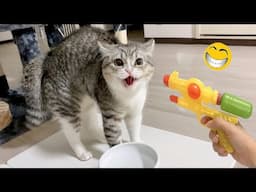 New Funny Cat and Dog Videos 😹🐶 Funniest Animals 🤣