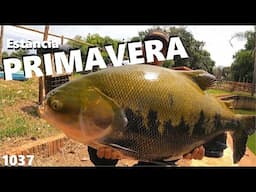 NOVIDADES NO PESQUEIRO ESTÂNCIA PRIMAVERA -  FISHINGTUR 1037