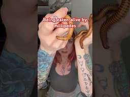 MILLIPEDES ATTACK AHHH #millipede #bugs #facts #learn #lol #nerd