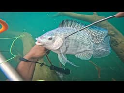 Wild Tilapia Spearfishing Catch And Cook On Open Fire