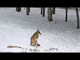 American red wolves enjoy snowy days at Saint Louis Zoo wildlife reserve