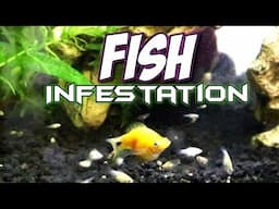 Baby Fish Infesting My Planted Aquarium | A1A Adventures