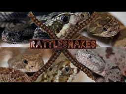 7 SPECIES of Rattlesnake & info bro