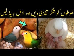 Best Winter Food for Birds | Budgies & Lovebirds Diet Tips | Mujeeb Birds Breeding