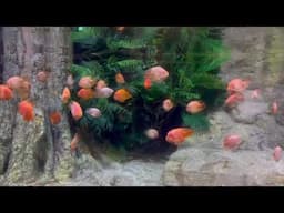 Aquarium Fish tank, Water Stream Sound at night to Sleep, Relax, Meditate, Study