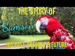 The story of Samson - His Past, Present and Future