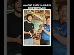 AMAZING RHODE ISLAND RED CHICKEN FARMING 🐓🥚🐣