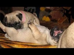 You Would Want a Pug after Finishing this Video - Top 10 Pug Dog