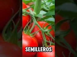 Que Podemos Sembrar En Febrero 2025🌿🥬💚🌶️