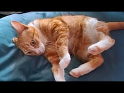 Orange Cat Energy 😹 Funny Cats Videos