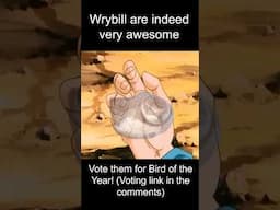 The Power of Wrybill! Vote them for 2024 Bird of the Year!