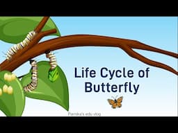 Life Cycle of Butterfly 🦋 || Different Stages in Butterfly life cycle || Science Knowledge