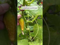 Cucumbers not pollinating? #growyourownfood #gardening