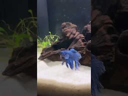 cute blue betta fish exploring 💙🐠