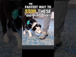 How to Stop “Bad” Habits FAST  #dogtraining #puppytraining